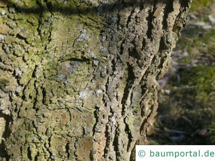 amerikanischer Zürgelbaum (Celtis occidentalis) Stamm / Borke / Rinde