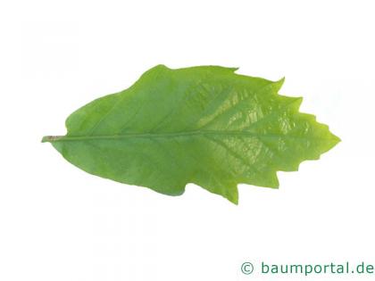 zweifarbige Eiche (Quercus bicolor) Blatt