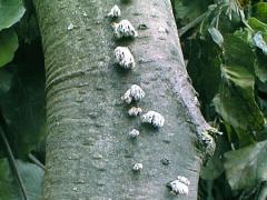 Gemeiner Spaltblättling (Schizophyllum commune)
