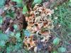 Klapperschwamm (Grifola frondosa) Pilz