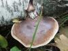 Birkenporling (Piptoporus betulinus) heller Rand