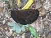 zottiger Schillerporling schwarzer Fruchtkörper alt im Winter auf dem Boden