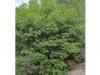 Syrischer Ahorn (Acer obtusifolium) Baum