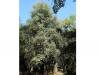 orientalische Erle (Alnus orientalis) Baum