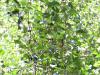 orientalische Erle (Alnus orientalis) Blätter