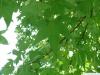 Amberbaum (Liquidambar styraciflua) Blätter