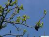 Amberbaum (Liquidambar styraciflua) Blüten
