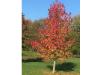 Amberbaum (Liquidambar styraciflua) Baum im Herbst