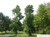Amberbaum (Liquidambar styraciflua) Baum im Sommer