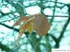 amerikanische Buche (Fagus grandiflora) gold-braune Herbstfärbung