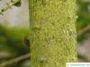amerikanische Lärche (Larix laricina) Stamm