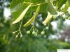 amerikanische Linde (Tilia americana) Frucht