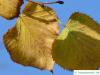 amerikanische Linde (Tilia americana) Herbstfärbung
