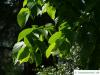 riesenblättrige Linde (Tilia americacna 'Nova') Blätter