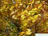 riesenblättrige Linde (Tilia americacna 'Nova') Blätter im Herbst