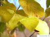 riesenblättrige Linde (Tilia americacna 'Nova') Herbstlaub