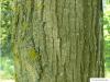 amerikanische Linde (Tilia americana) Stamm / Borke / Rinde