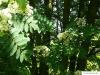 amerikanische Mehlbeere (Sorbus americana) Blätter