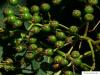 amerikanische Mehlbeere (Sorbus americana) Früchte im Sommer