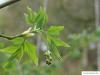 amerikanische Pimpernuss (Staphylea trifolia) Austrieb