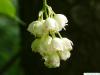 amerikanische Pimpernuss (Staphylea trifolia) Blüte