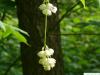 amerikanische Pimpernuss (Staphylea trifolia) Blüten