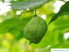 amerikanische Pimpernuss (Staphylea trifolia) Frucht