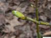 amerikanische Pimpernuss (Staphylea trifolia) Knospe im April