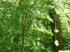 amerikanische Pimpernuss (Staphylea trifolia) Krone
