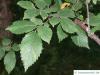 amerikanische Ulme (Ulmus americanus) Blätter