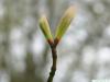 amerikanischer Schlangenhaut-Ahorn (Acer pensylvanicum) Austrieb im Frühjahr 