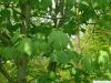 amerikanischen Schlangenhaut-Ahorns (Acer pensylvanicum) Blätter  