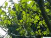 amerikanischer Schlangenhaut-Ahorn Acer pensylvanicum Blätter