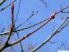 amerikanischer Schlangenhaut-Ahorn (Acer pensylvanicum) Knospen 