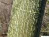 amerikanischer Schlangenhaut-Ahorn (Acer pensylvanicum) Stamm 