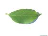 amerikanischer Storaxbaum (Styrax americanus) Blatt