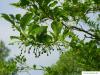 amerikanischer Storaxbaum (Styrax americanus) Früchte