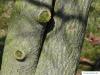 amerikanischer Storaxbaum (Styrax americanus) Stamm / Rinde / Borke