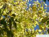 amerikanischer Zürgelbaum (Celtis occidentalis) Herbstfärbung