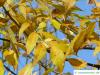 Arizona-Esche (Fraxinus velutina) Blaetter im Herbst