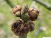Arizona-Esche (Fraxinus velutina) Blüte