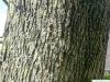 Arizona-Esche (Fraxinus velutina) Stamm / Rinde / Borke