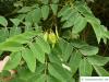 asiatisches Gelbholz (Maackia amurensis) Blatt
