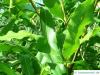 australische Haselnuss (Macadamia ternifolia) Blattstellung