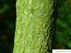 australische Haselnuss (Macadamia ternifolia) Stamm / Rinde Borke