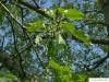 Balsam-Pappel (Populus balsamifera) Frucht