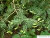 Balsam-Tanne (Kieferngewächse (Pinaceae) Zweig im Austrieb