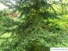 Balsam-Tanne (Kieferngewächse (Pinaceae) Baum im Sommer