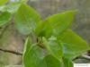 Balsam-Pappel (Populus balsamifera) Austrieb