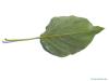 Balsam-Pappel (Populus balsamifera) Blattunterseite